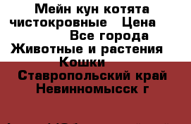 Мейн-кун котята чистокровные › Цена ­ 25 000 - Все города Животные и растения » Кошки   . Ставропольский край,Невинномысск г.